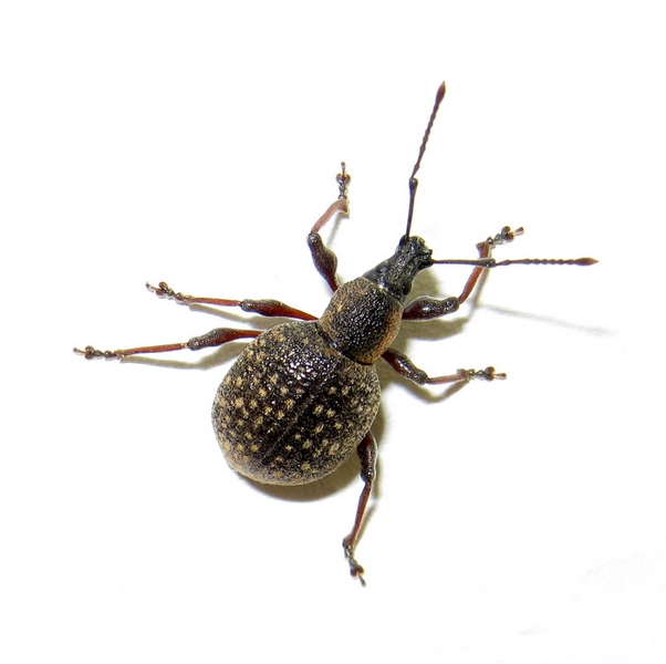 Curculionidae da Id: Otiorrhynchus armadillo (cf.)